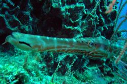 Trumpetfish, DX3000, Islamorada, Florida. by David Heidemann 